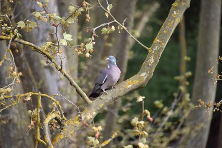 Paloma torcaz en un árbol junto al muro del pantano de Vallvidrera.