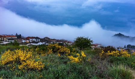 Aliagas en flor en L'Esquirol.