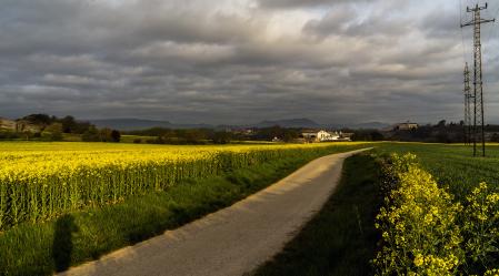Campo de colza en las Planas de Vic.