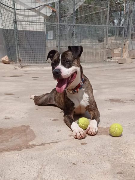 Un perro juega en las instalaciones de SVPAP.