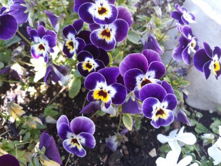 Retrato de unos pensamientos.