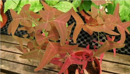 Retrato de una ala de mariposa roja.