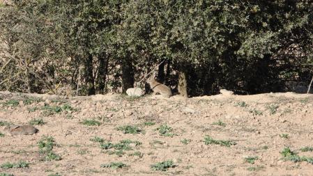 Reto visual del conejo.