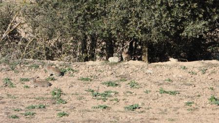 Reto visual del conejo.