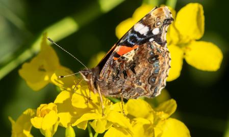 El 'almirante rojo' en Santa Cecília de Voltregà.