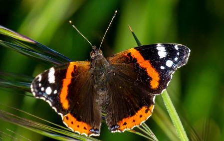 El 'almirante rojo' en Santa Cecília de Voltregà.