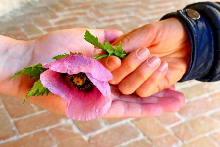 Amapola real en el jardín del monasterio de Pedralbes.