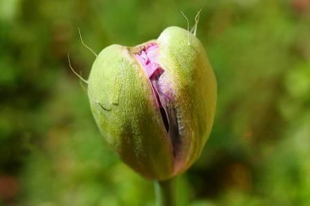 Amapola real en el jardín del monasterio de Pedralbes.