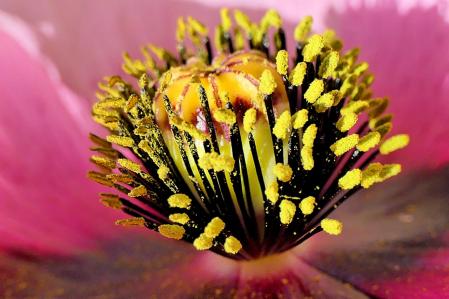 Amapola real en el jardín del monasterio de Pedralbes.