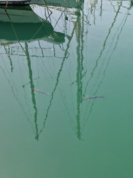 Biodiversidad en el Port del Fòrum.