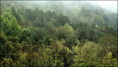 Primavera en el Berguedà.