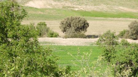 Reto visual de los dos conejos de Altet.