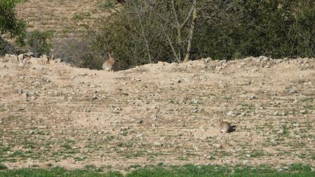 Reto visual de los dos conejos de Altet.