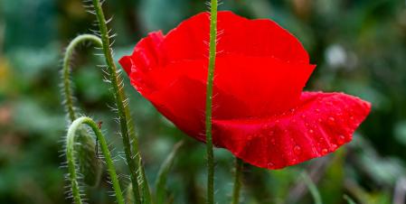 Amapola en el paisaje de Sentfores.