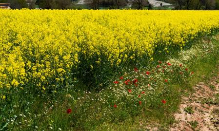 Contrastes de colores.