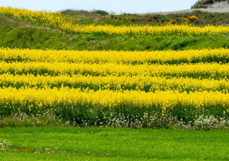 Varios campos de colza en relieve.