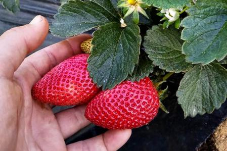 El acurado cuidado y el clima del Maresme permiten unas fresas de alta calidad