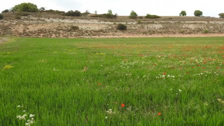 La perrita Petita, en el campo.