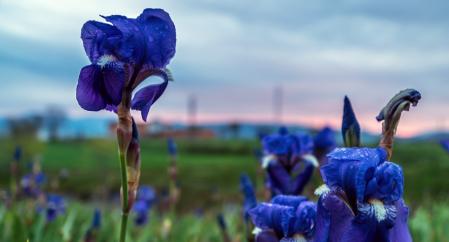 Flores silvestres en Manlleu.