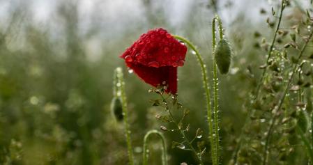 Flores silvestres en Manlleu.