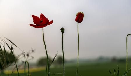 Flores silvestres en Manlleu.