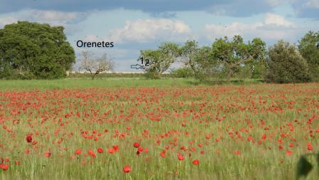 Solución al Reto visual de las palomas.