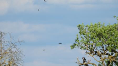 Detalle de la ubicación de las palomas.