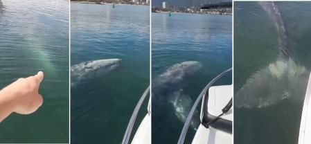 Capturas de pantalla de uno de los vídeos filmados en la costa de Francia de la joven ballena gris .