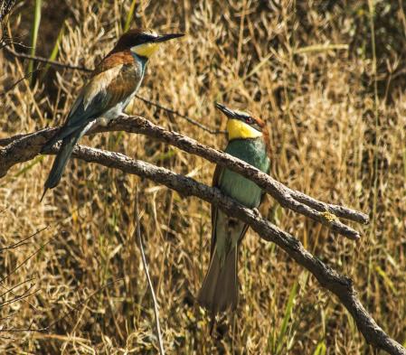 Abejaruco retratado en Calldetenes.