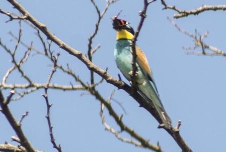 Abejaruco retratado en Calldetenes.