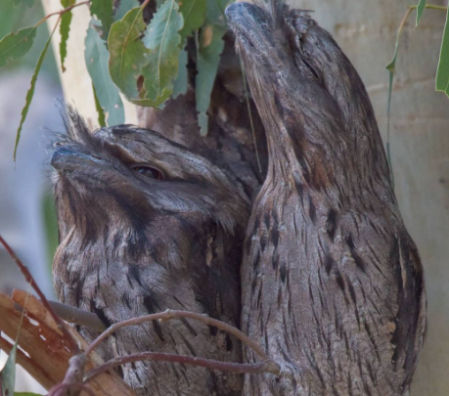 El podargo australiano ha sido elegido como el pájaro más atractivo de Instagram