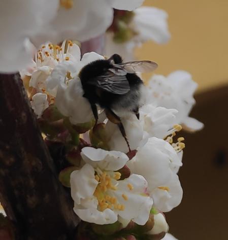 Retrato de una abeja polinizando una flor de cerezo.