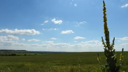 Panorámica, tras la vegetación, de un prado de Altet.