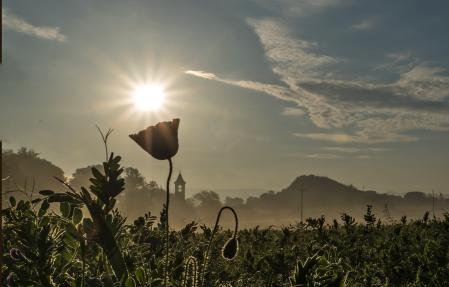 El sol se posa sobre esta amapola.