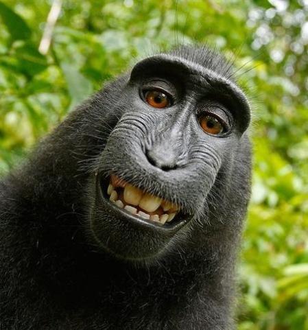 El macaco conocido como Naruto, en una de las 'selfies' más conocidas en animales .