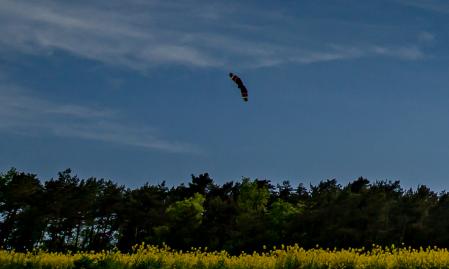 La mariposa escondida en la panorámica de Gurb.