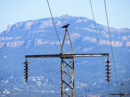 Urraca posada sobre una torre eléctrica.