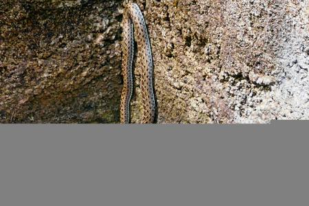 Culebra bastarda hembra en el estanque vacío del huerto del monasterio de Pedralbes.