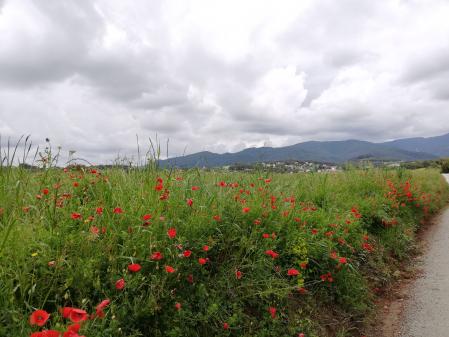 Campos de amapolas en Cànoves.