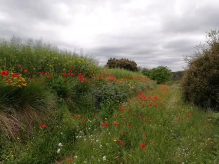 Panorámica de un campo de amapolas en Cànoves.
