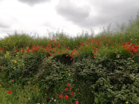 Campos de amapolas en Cànoves.