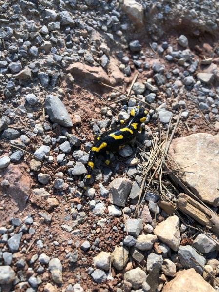 Retrato de una salamandra común.