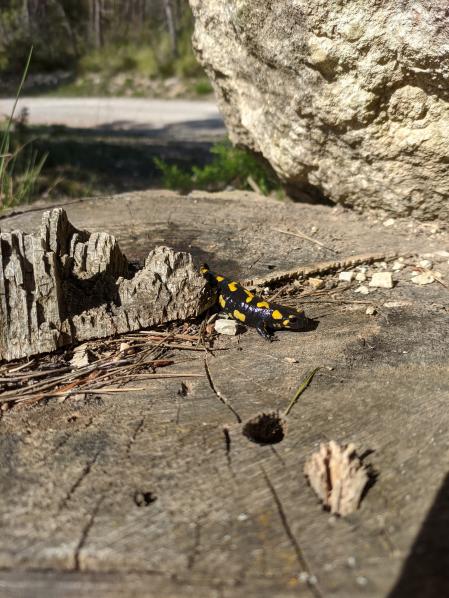 Retrato de una salamandra salamandra.