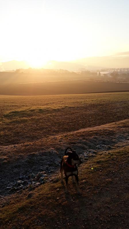 La mascota de la lectora posa junto al amanecer.