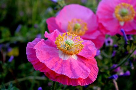 Flores de Can Llong.