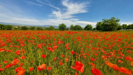 Panorámica de un campo de amapolas en Osona.