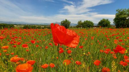 Panorámica de un campo de amapolas.