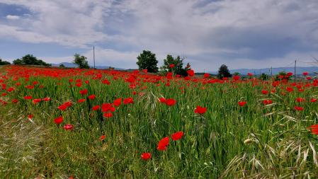 Campo de amapolas en Osona.