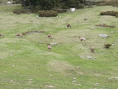 Retrato de una comunidad de 'cabirlos' en Vallter.