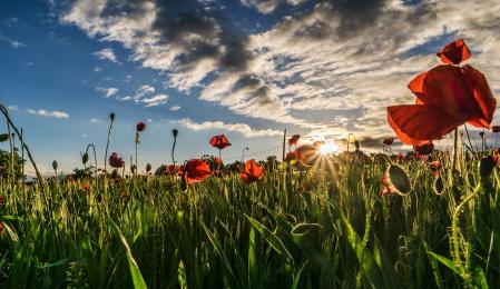 Campos de amapolas en Manlleu.